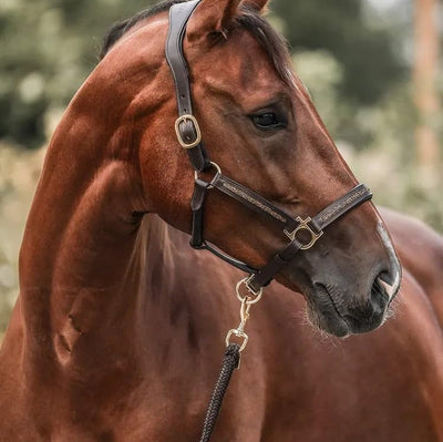 Kalendarz Adwentowy dla Koni - 2025